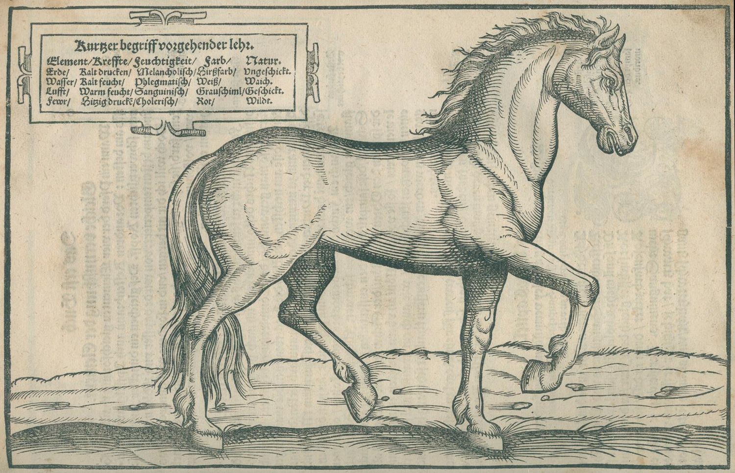 Große Abbildung Nr.3: 125-347 Grisone,F: (Pferde)