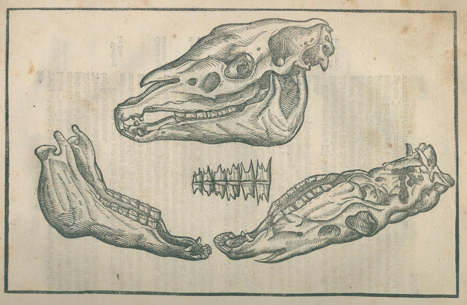 Große Abbildung Nr.4: 125-347 Grisone,F: (Pferde)