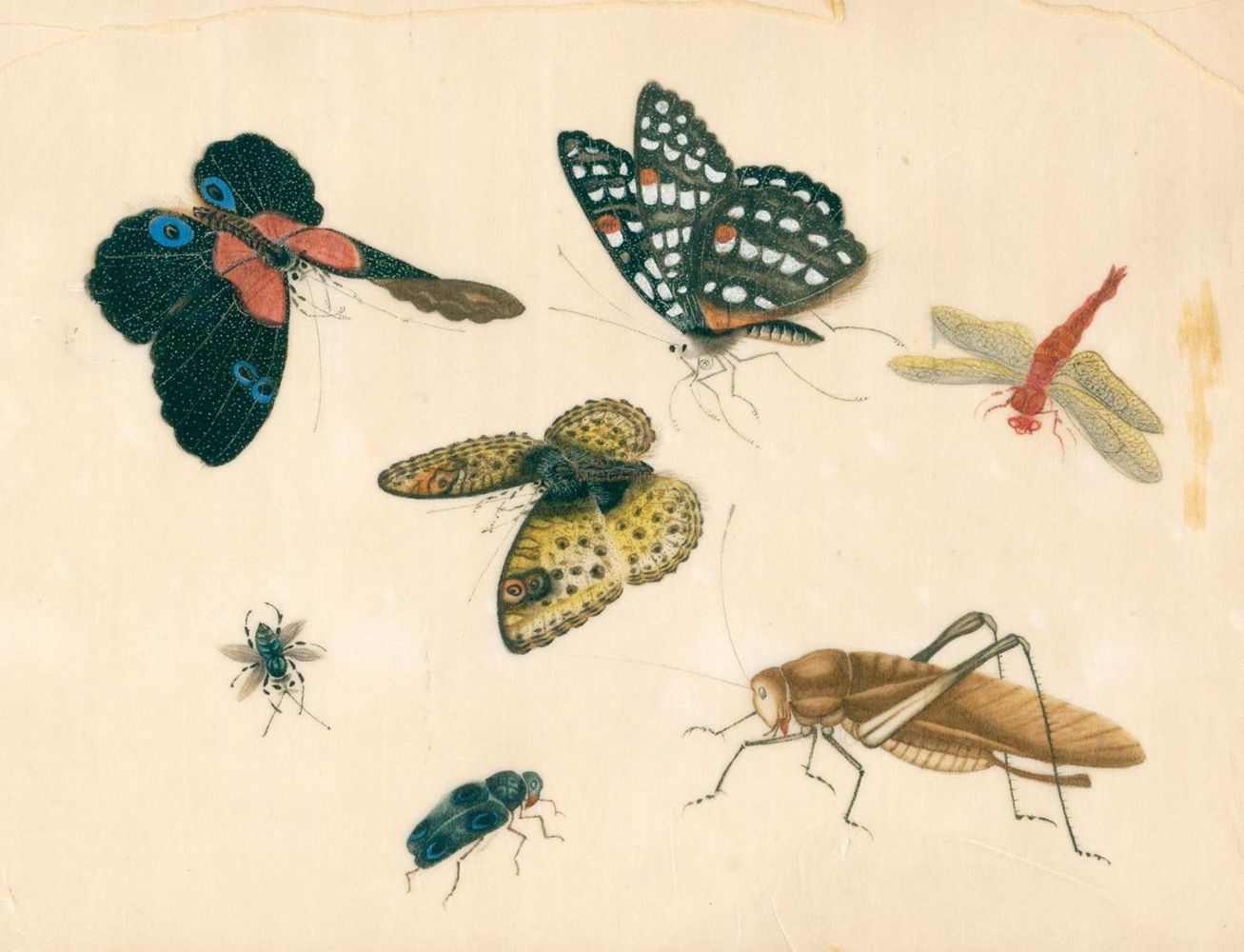 Große Abbildung Nr.2: 125-3727 Schmetterlinge und Insekten.: (Künstlergraphik, China)