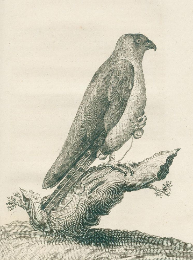 Große Abbildung Nr.3: 125-628 Goury de Champgrand,C.J.: (Jagd)