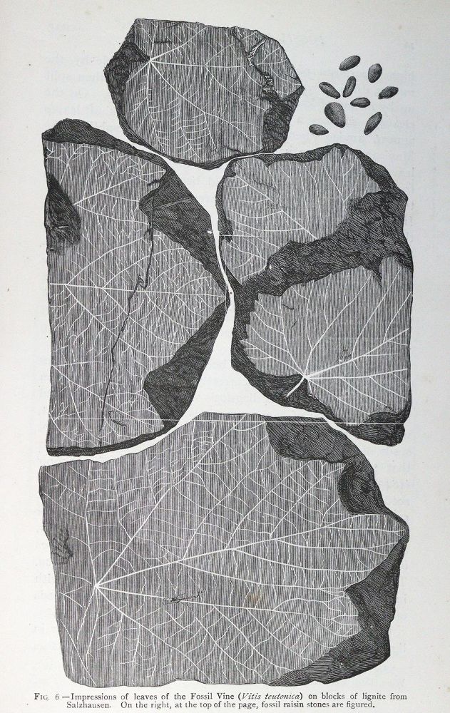 Große Abbildung Nr.2: 125-792 Thudichum,J.L.W. u. A.Dupre.: (Land- und Forstwirtschaft, Getränke, Wein und Weinbau)