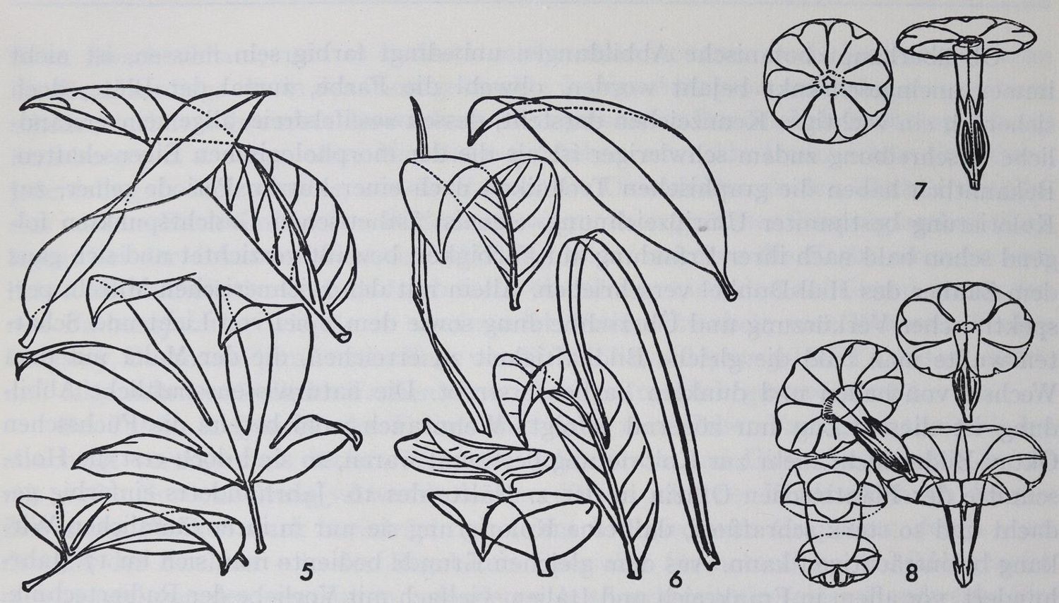 Große Abbildung Nr.2: 125-853 Nissen,C.: (Botanik)