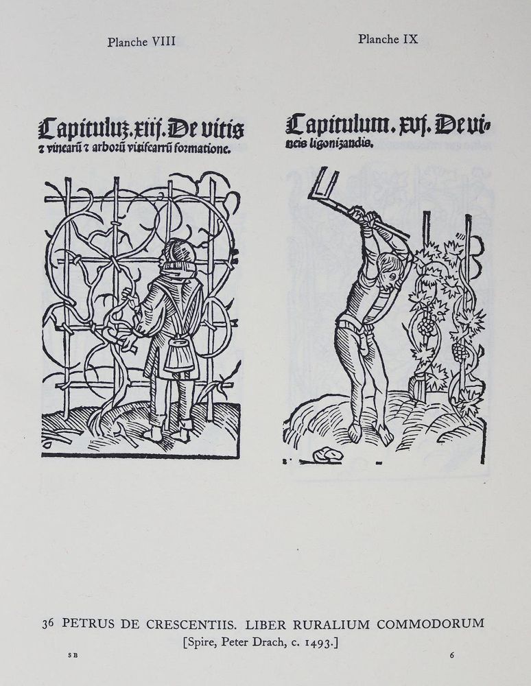 Große Abbildung Nr.2: 125-936 Simon,A.L.: (Wein)