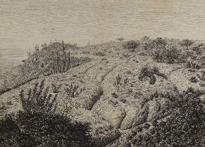 Bild Nr.1: 125-1478 Kittlitz,F.H.v.: (Botanik, Amerika)