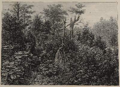 Bild Nr.2: 125-1478 Kittlitz,F.H.v.: (Botanik, Amerika)