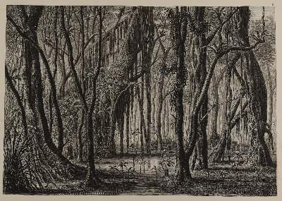 Bild Nr.3: 125-1478 Kittlitz,F.H.v.: (Botanik, Amerika)