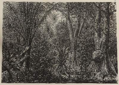 Bild Nr.4: 125-1478 Kittlitz,F.H.v.: (Botanik, Amerika)