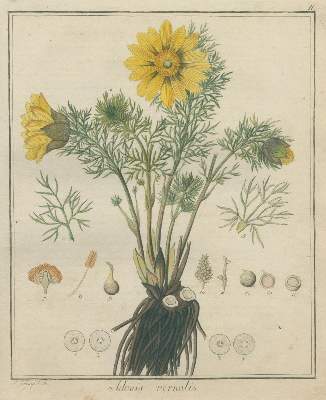 Bild Nr.2: 125-1482 Hayne,F.G.: (Botanik)