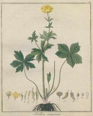 Bild Nr.3: 125-1482 Hayne,F.G.: (Botanik)