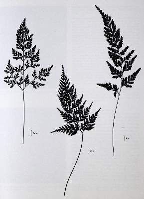 Bild Nr.3: 125-1483 Hegi,G.: (Botanik)