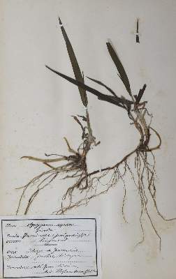 Bild Nr.2: 125-1484 Herbarium.: (Botanik, Herbarien)