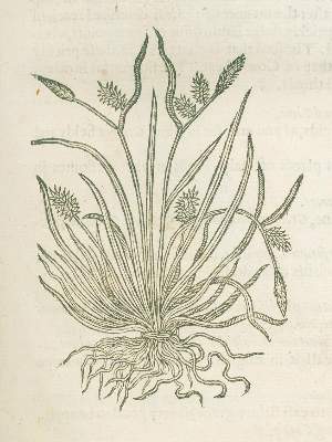 Bild Nr.3: 125-1488 Gerarde,J.: (Botanik, Kräuterbücher)