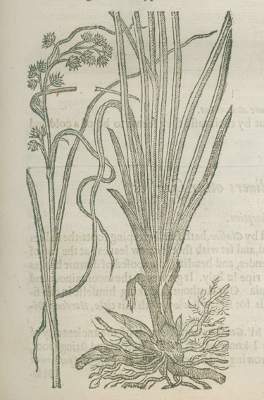 Bild Nr.4: 125-1488 Gerarde,J.: (Botanik, Kräuterbücher)