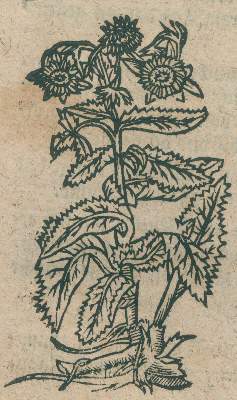 Bild Nr.1: 125-1491 (Manuale medicum.: (Botanik, Kräuterbücher)