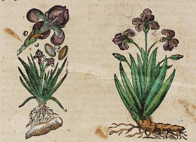 Bild Nr.2: 125-1492 Matthiolus,P.A.: (Botanik, Kräuterbücher)