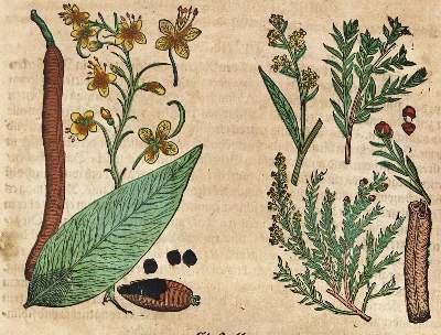 Bild Nr.3: 125-1492 Matthiolus,P.A.: (Botanik, Kräuterbücher)