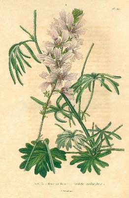 Bild Nr.2: 125-1493 Lemaire,C.: (Botanik)