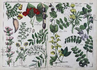 Bild Nr.2: 125-1501 Schubert,H.H.v. u. C.F.Hochstetter.: (Botanik)