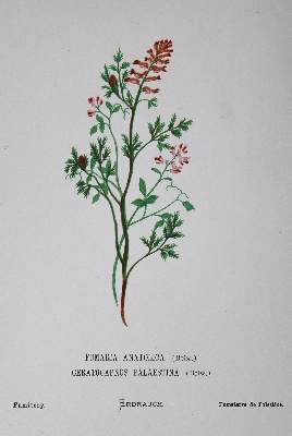 Bild Nr.2: 125-1506 Zeller,H.: (Botanik)