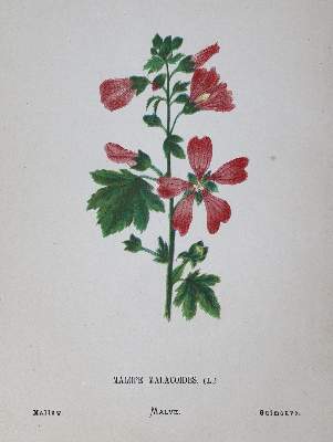Bild Nr.3: 125-1506 Zeller,H.: (Botanik)