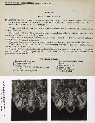 Bild Nr.2: 125-1509 Waterston,D. u. E.Burnet.: (Medizin, Anatomie)