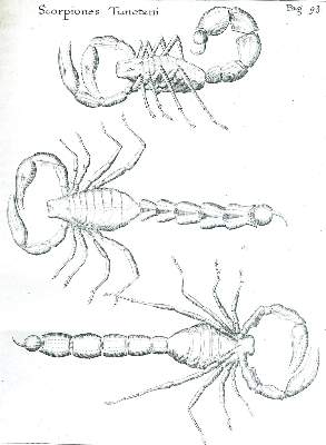 Bild Nr.2: 125-1551 Redi,F.: (Medizin, Gifte, Schlangen)