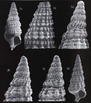 Bild Nr.1: 125-1637 Basteria.: (Zoologie)