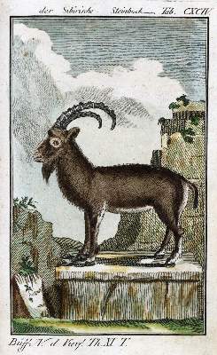 Bild Nr.1: 125-1638 Buffon,(G.L.L.de.).: (Zoologie)