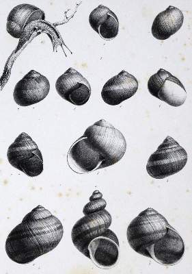Bild Nr.2: 125-1640 Dupuy,D.: (Zoologie)