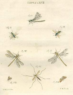 Bild Nr.2: 125-1647 Schaeffer,J.C.: (Zoologie, Insekten)