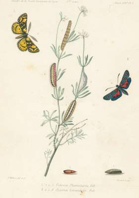 Bild Nr.1: 125-1648 Milliere,P.: (Zoologie)