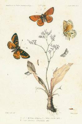 Bild Nr.2: 125-1648 Milliere,P.: (Zoologie)