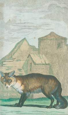 Bild Nr.1: 125-1651 Sammlung: (Zoologie)
