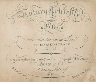 Bild Nr.1: 125-1653 Strack,F.: (Zoologie)