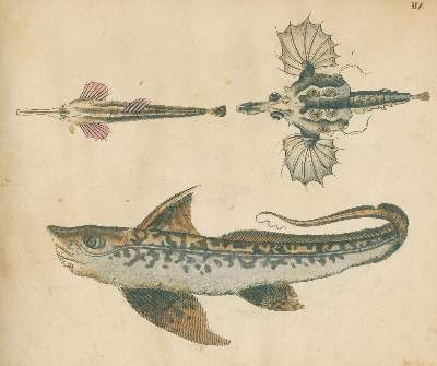 Bild Nr.3: 125-1653 Strack,F.: (Zoologie)