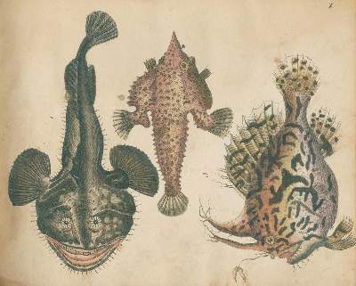 Bild Nr.4: 125-1653 Strack,F.: (Zoologie)