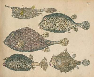 Bild Nr.5: 125-1653 Strack,F.: (Zoologie)