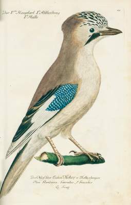 Bild Nr.3: 125-1655 Frisch,J.L.: (Zoologie, Vögel)