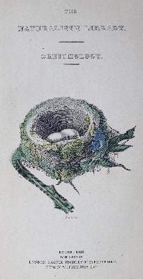 Bild Nr.2: 125-1656 Jardine,W.: (Zoologie, Vögel, Kolibris)