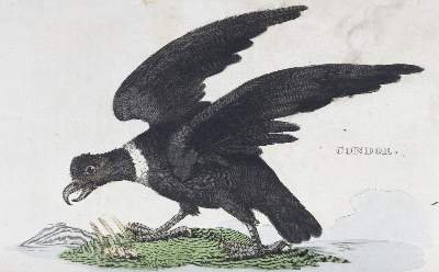 Bild Nr.2: 125-1657 Natural History of Birds, The.: (Zoologie, Vögel)