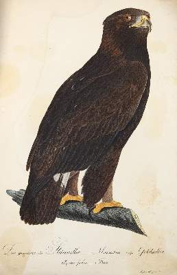 Bild Nr.2: 125-1661 Susemihl.: (Zoologie, Vögel)
