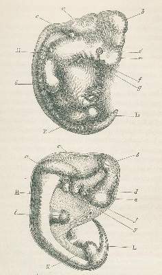 Bild Nr.5: 125-1666 Darwin,Ch.: (Verschiedene Gebiete - Varia, Anthropologie)