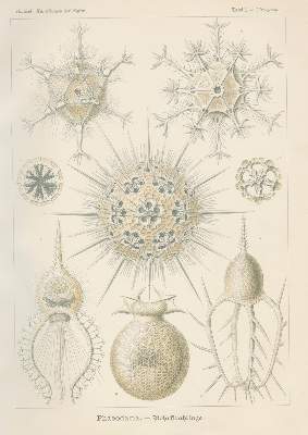 Bild Nr.2: 125-1701 Haeckel,E.: (Verschiedene Gebiete - Varia)