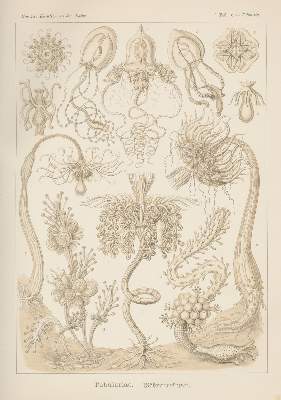 Bild Nr.3: 125-1701 Haeckel,E.: (Verschiedene Gebiete - Varia)