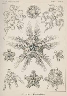 Bild Nr.4: 125-1701 Haeckel,E.: (Verschiedene Gebiete - Varia)