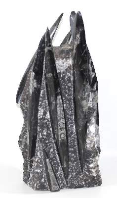Bild Nr.1: 125-2227 Orthoceras Fossilienturm.: (Varia)