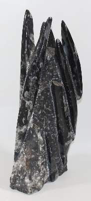 Bild Nr.2: 125-2227 Orthoceras Fossilienturm.: (Varia)