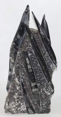 Bild Nr.3: 125-2227 Orthoceras Fossilienturm.: (Varia)