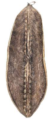 Bild Nr.1: 125-2532 Nuba Südsudan.: (Afrika, Sammlung Wolfgang Nerlich, Schilde)