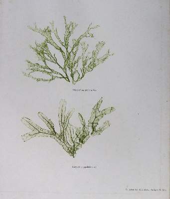 Bild Nr.1: 125-2996 Naturselbstdrucke.: (Varia, Botanik, Algen)